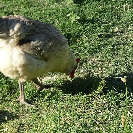 Petro's Riverside Farm stay