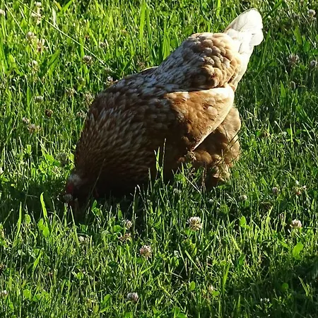 Petro's Riverside Farm stay